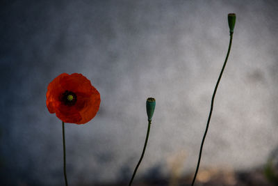 Close-up of red poppy flower against sky
