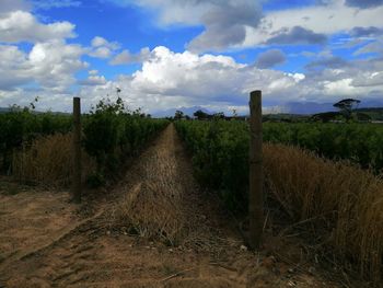 Scenic view of agricultural field against sky