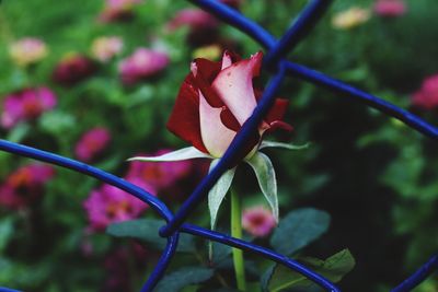 Close-up of rose plant