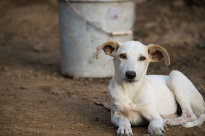 Portrait of dog