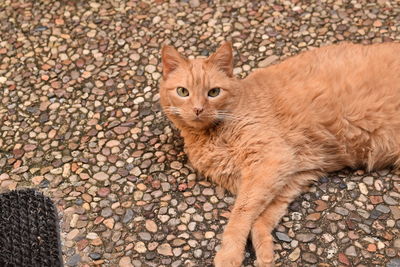 Portrait of ginger cat on pebbles