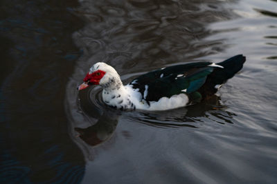 Duck swimming in a lake