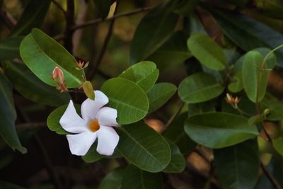 Close-up of white flowers growing on plant