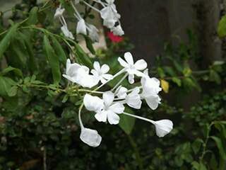 Close-up of white flowers