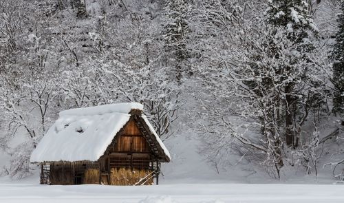 Snow covered trees