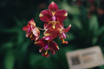 Close-up of pink flowering plant