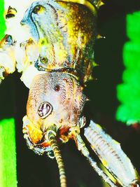 Close-up of caterpillar on leaf