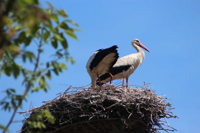 Birds perching on nest