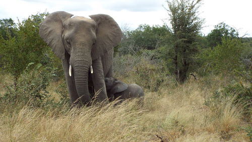 Elephant in a field