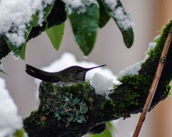 Close-up of bird on tree