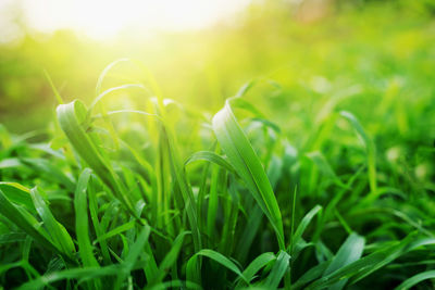 Close-up of fresh green plant on field