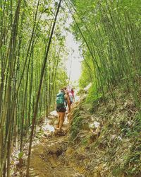 Rear view of people walking in forest