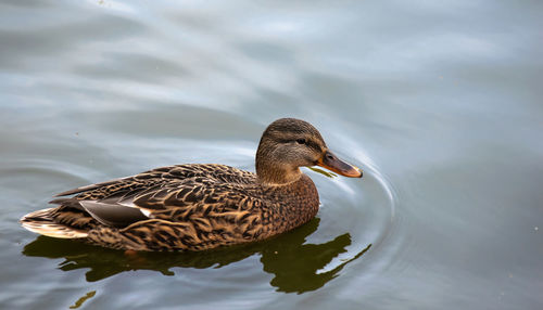 High angle view of mallard duck swimming in lake