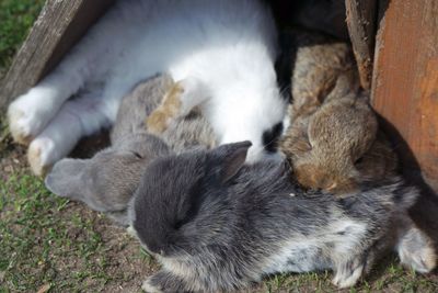 Close-up of rabbits sleeping on field