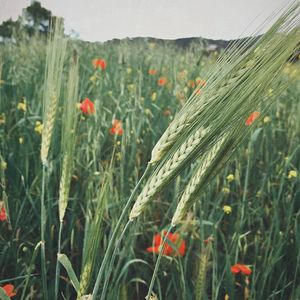 Close-up of red flowers blooming in field