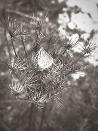 Close-up of plant