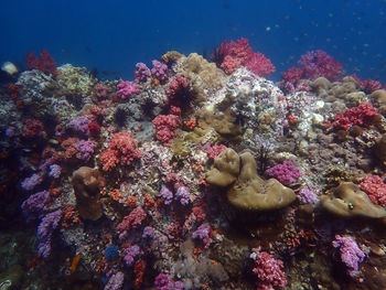 View of coral in sea