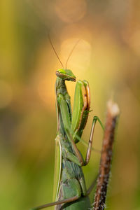 Close-up of insect on plant