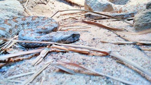 High angle view of lizard