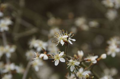 Close-up of white flowering plant