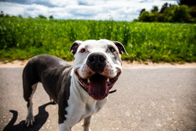 Portrait of dog standing on field