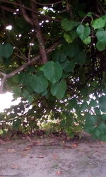 Close-up of leaves on tree