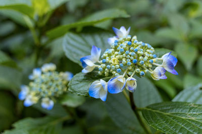 Close-up of purple flowering plant