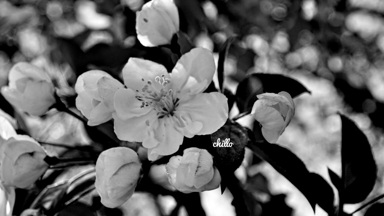 flower, petal, freshness, fragility, growth, flower head, focus on foreground, beauty in nature, blooming, nature, plant, close-up, park - man made space, high angle view, in bloom, day, outdoors, selective focus, leaf, field