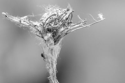 Close-up of spider web against white background