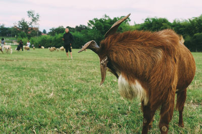 Horses in a field