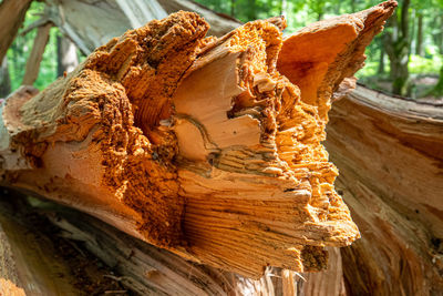 Close-up of mushroom growing on tree trunk