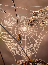 Close-up of spider on web