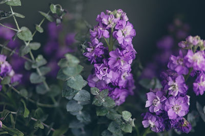 Close-up of purple flowering plants