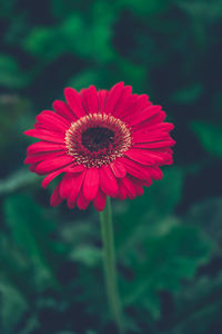 Close-up of pink flower