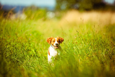 Portrait of dog sticking out tongue on field