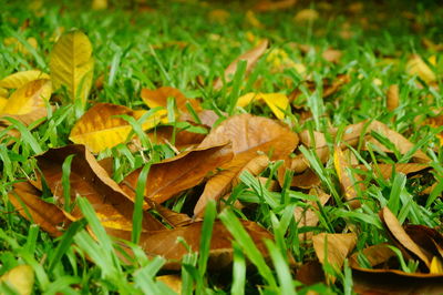 Close-up of a lizard on a field