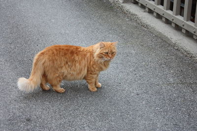 Cat looking away on road in city