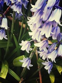 Close-up of purple flowers blooming outdoors