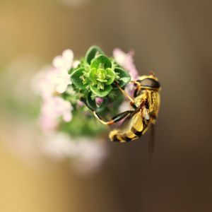 Close-up of insect on flower