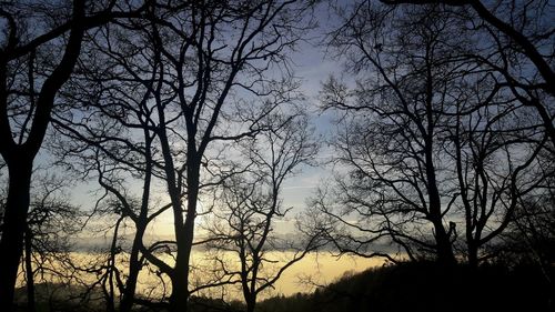 Low angle view of silhouette trees against sky at sunset