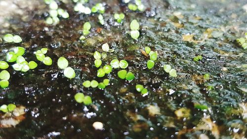 Leaves floating on pond