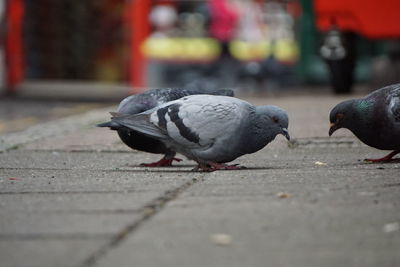 Close-up of pigeon on street