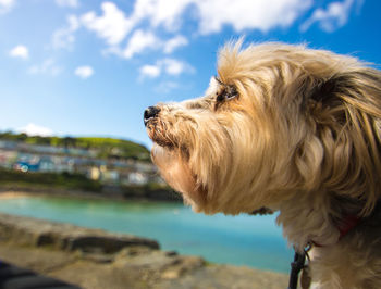 Close-up of dog against sky