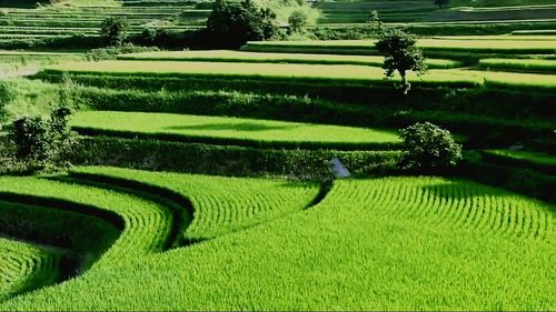 Scenic view of agricultural field