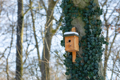 Low angle view of birdhouse on tree