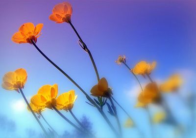Close-up of yellow flowers