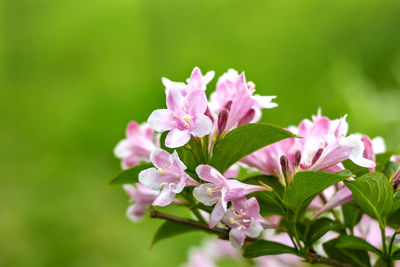 Close-up of pink flowering plant