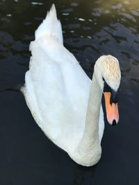 Swan floating on lake