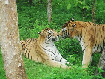 Tiger in forest