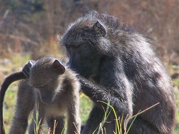 Close-up of monkey